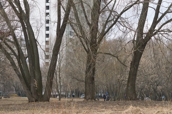 Старые деревья в парке — стоковое фото