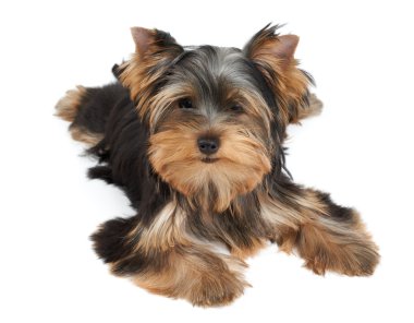 Beyaz bir köpek yavrusu