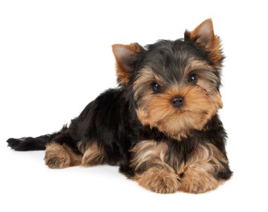 Beyaz bir köpek yavrusu