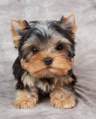 Tekstil arka plan üzerinde köpek yavrusu