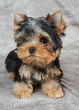 Tekstil arka plan üzerinde köpek yavrusu