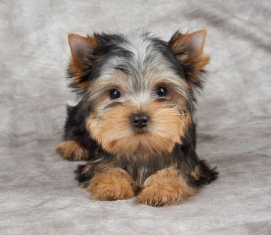 Tekstil arka plan üzerinde köpek yavrusu