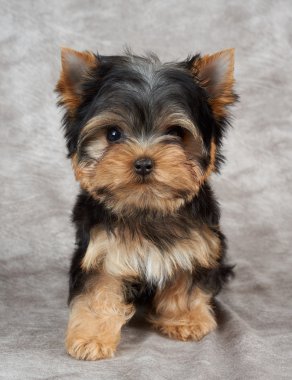 Tekstil arka plan üzerinde köpek yavrusu