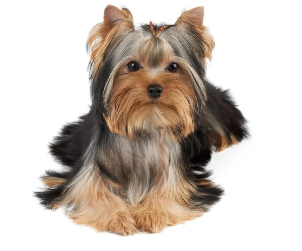 One cute dog — Stock Photo, Image