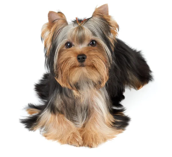 Bir sevimli köpek
