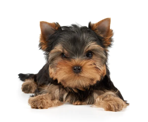 Brave puppy on white — Stock Photo, Image