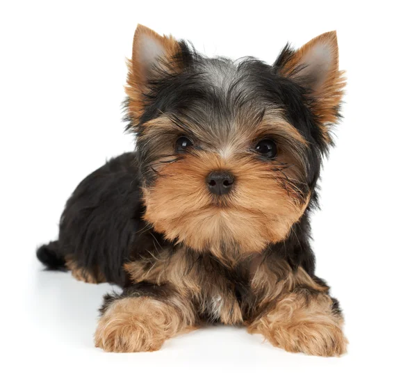 Encantador cachorro en blanco — Foto de Stock