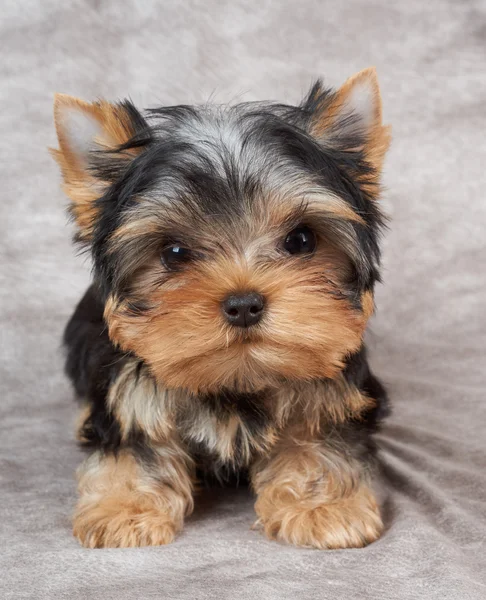 Tekstil arka plan üzerinde köpek yavrusu