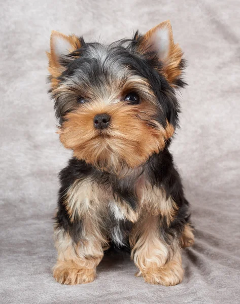 Puppy on textile background — Stock Photo, Image