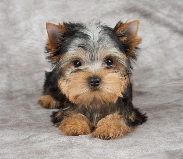 Tekstil arka plan üzerinde köpek yavrusu