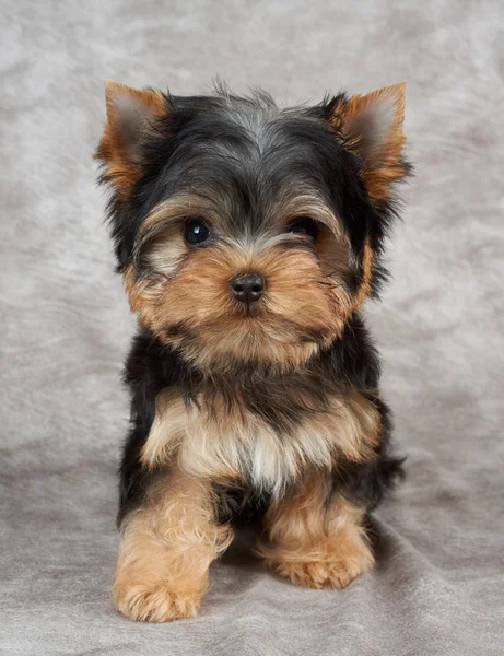 Tekstil arka plan üzerinde köpek yavrusu