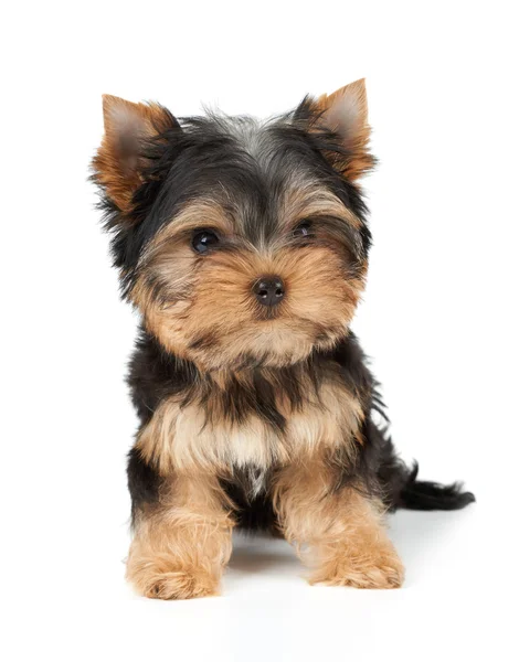 One puppy on white Royalty Free Stock Images