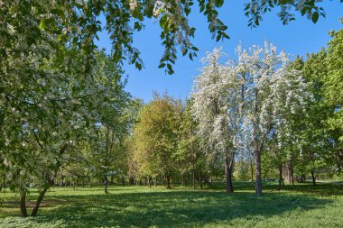Apple ve kuş-kiraz ağaçları çiçek açan 