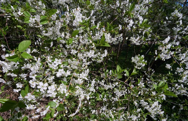 Kwitnący krzew wiśni — Zdjęcie stockowe