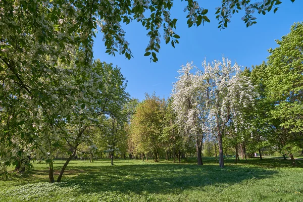 Blühende Vogelkirsch- und Apfelbäume — Stockfoto