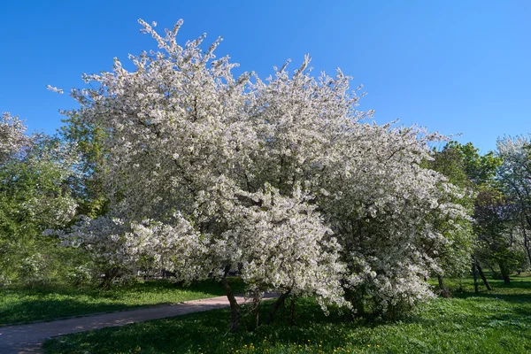 Cerezo floreciente en el parque — Foto de Stock