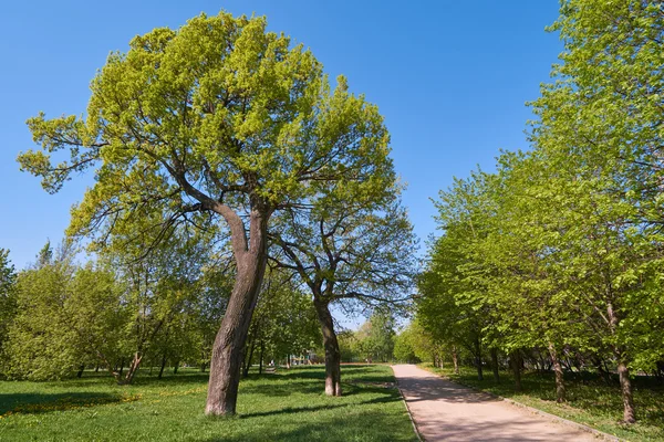 公園内のオークの木 — ストック写真