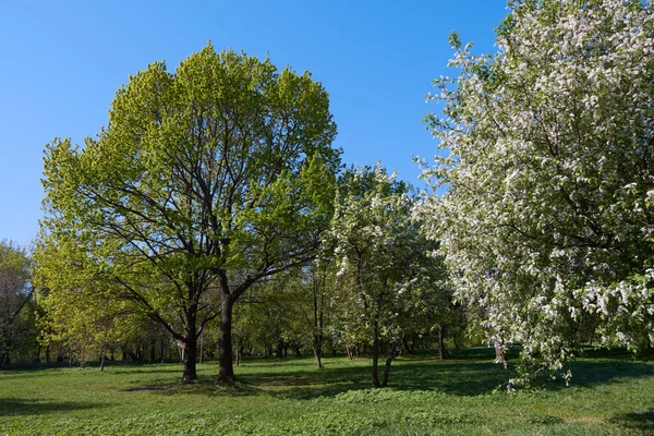 Blooming bird-cherry and oak trees — Stock Photo, Image