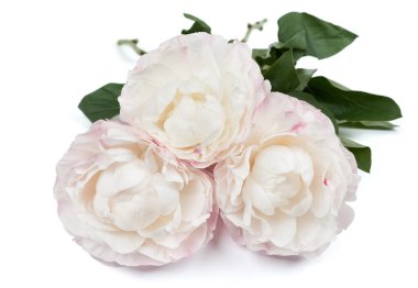 Beyaz ve pembe peonies