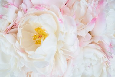 güzel çiçek arkaplanı