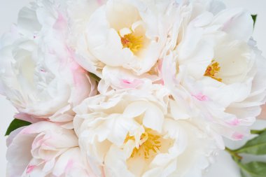 güzel çiçek arkaplanı