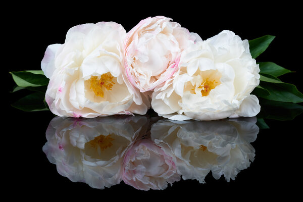 Bunch of three white and pink peonies isolated on black reflecting background