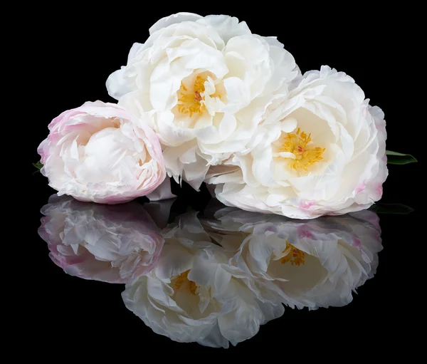 White and pink peonies — Stock Photo, Image