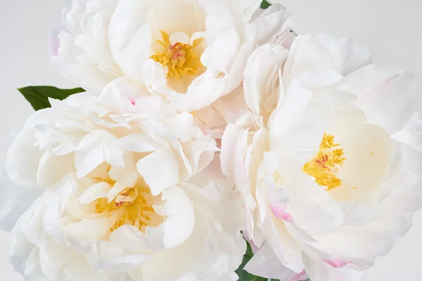 Hermoso fondo floral —  Fotos de Stock