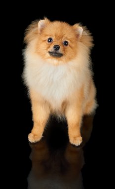 Siyah arka plandaki köpek