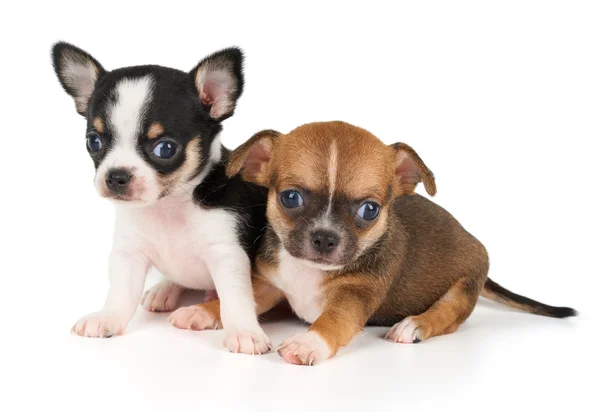 两个小狗的奇瓦瓦州 — 图库照片