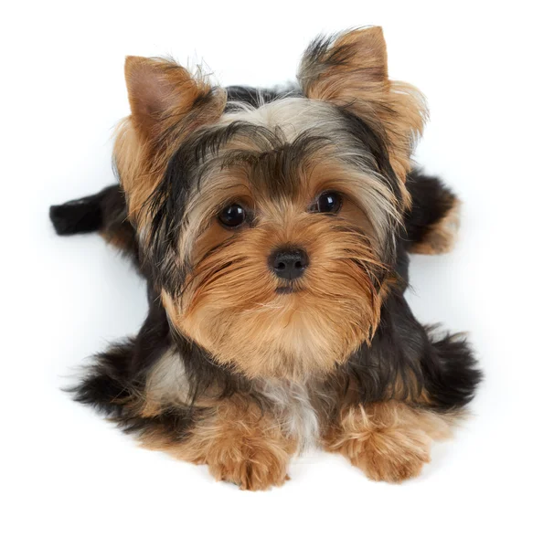 Un cachorro en blanco — Foto de Stock