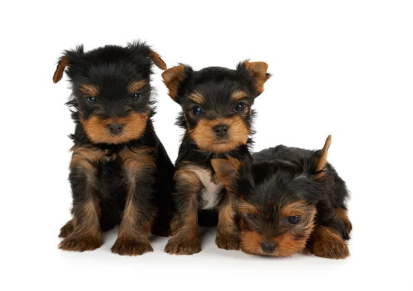 Drie puppies op wit — Stockfoto