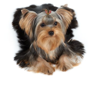 Saç kesimi ile bir köpek