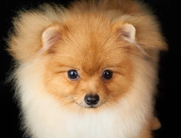 Portrait of the dog — Stock Photo, Image