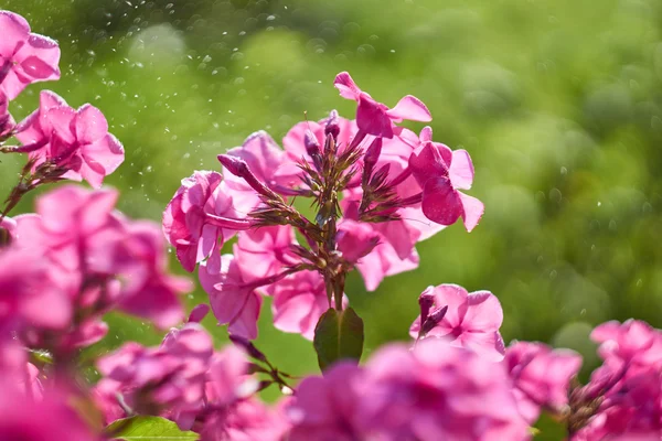 Phlox paniculata in giardino — Foto Stock