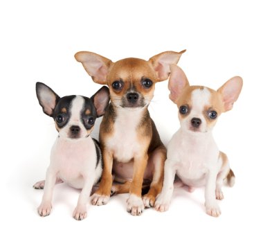 Chihuahua üç yavru
