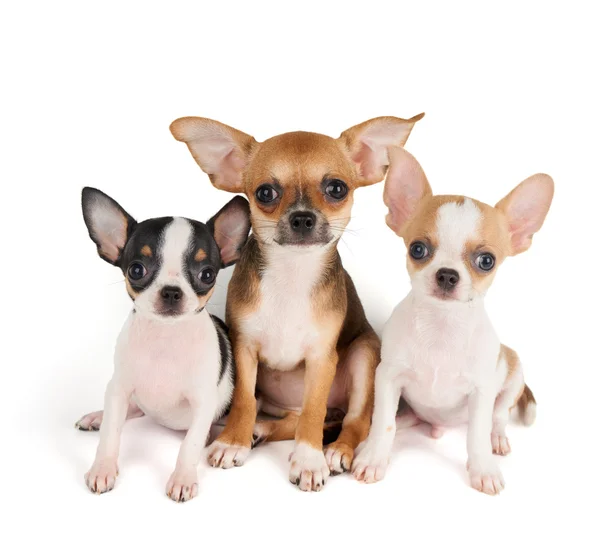 Three puppies of Chihuahua — Stock Photo, Image