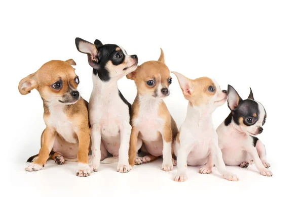 五只小狗的奇瓦瓦 — 图库照片