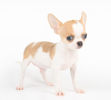 Chihuahua bir köpek yavrusu