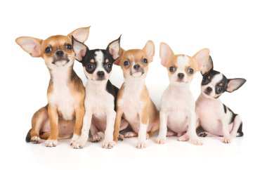 Chihuahua kukla beş