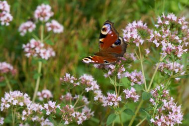 Çiçeklik üzerinde kelebek