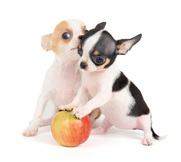 Puppies and apple — Stock Photo, Image