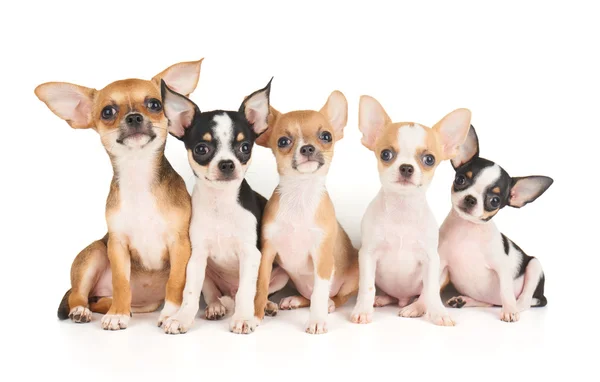 Five puppies of Chihuahua — Stock Photo, Image