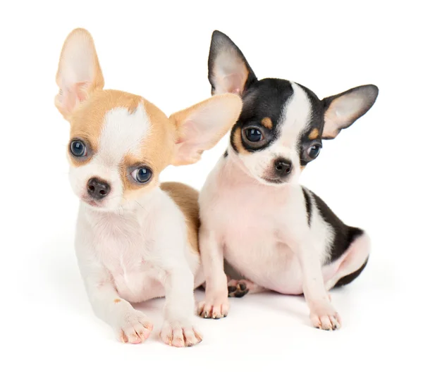 Two amazing puppies — Stock Photo, Image