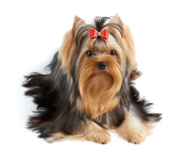 Kırmızı yay ile köpek