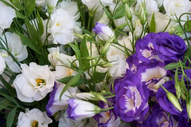 Beyaz ve mor çiçekler