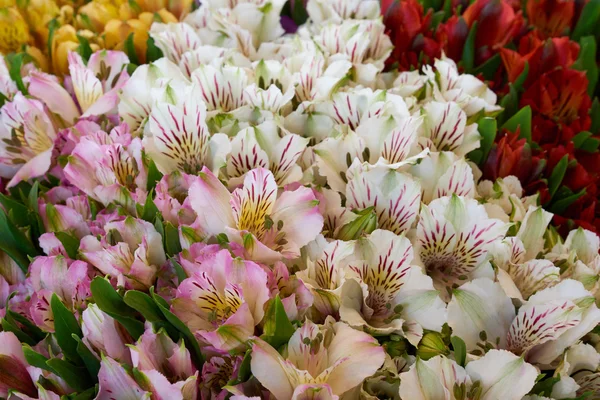 Bando de lindas flores — Fotografia de Stock