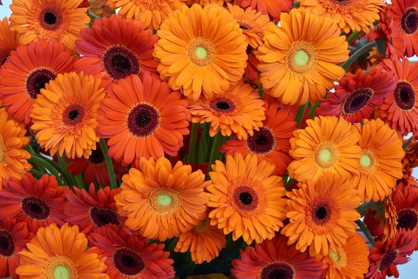 Arranjo de flores Gerbera — Fotografia de Stock