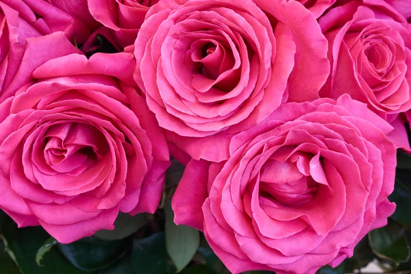 Hermosas rosas rosadas oscuras — Foto de Stock