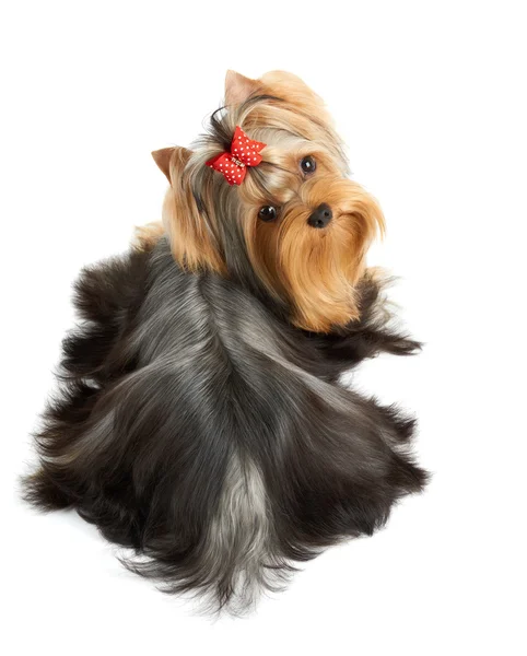 Hund mit roter Schleife — Stockfoto